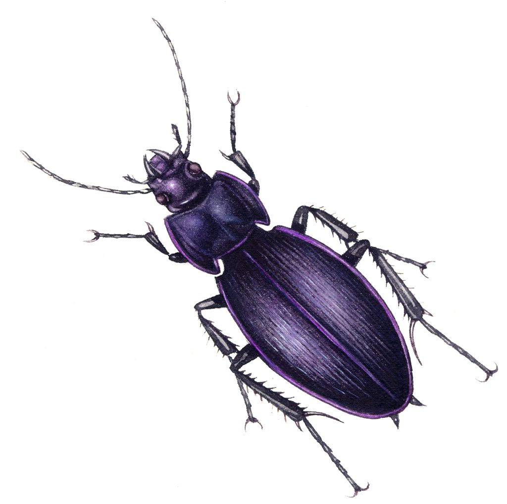 Violet Ground Beetle Carabus violaceus natural history illustration by Lizzie Harper