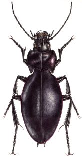 Violet Ground Beetle Carabus violaceus