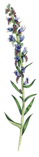 Vipers Bugloss Echium vulgare natural history illustration by Lizzie Harper
