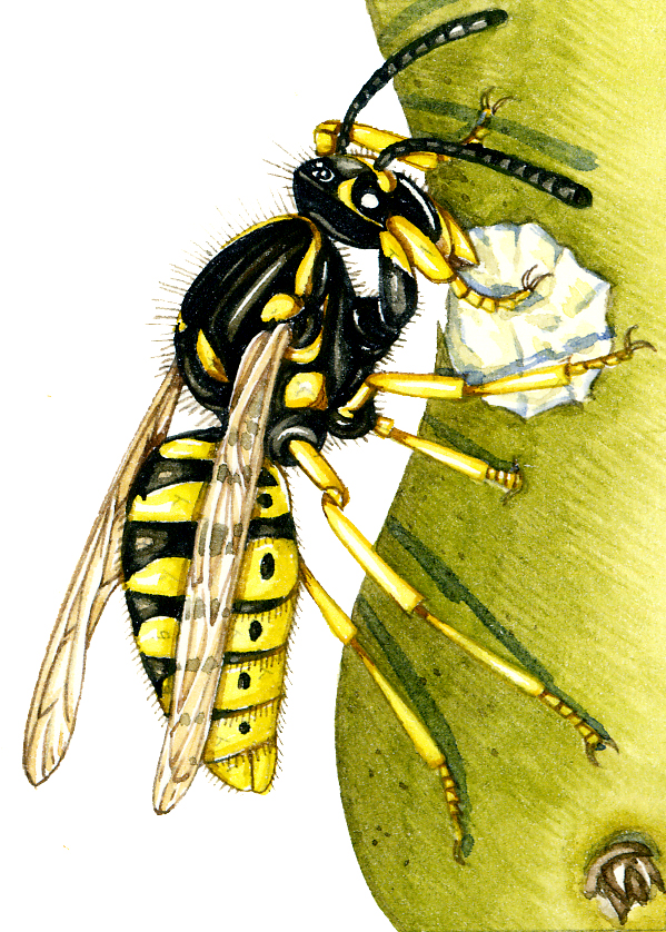 Common wasp Vespa vulgaris natural history illustration by Lizzie Harper