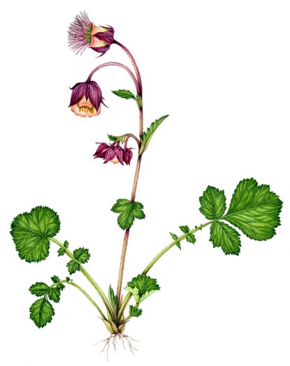 Water avens Geum rivale natural history illustration by Lizzie Harper