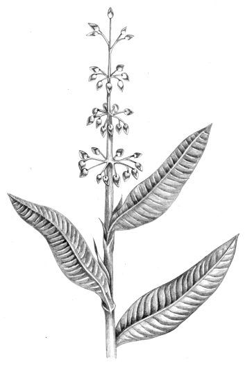 Water dock Rumex hydrolapathum natural history illustration by Lizzie Harper