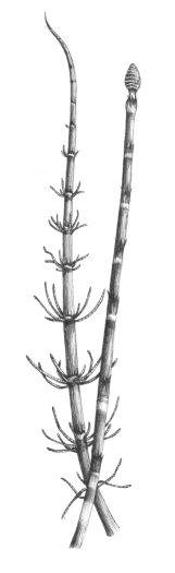 Water horsetail Equisetum fluviatile natural history illustration by Lizzie Harper