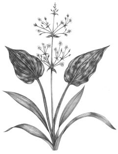 Water Plantain Alisma plantago-aquatica