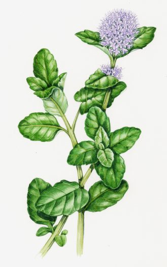 Watermint Mentha aquatica natural history illustration by Lizzie Harper