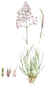 Wavy hair grass Deschampsia flexuosa natural history illustration by Lizzie Harper