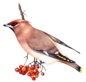 Bohemian Waxwing Bombycilla garrulus natural history illustration by Lizzie Harper