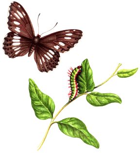 White admiral Limenitis camilla butterfly and caterpillar