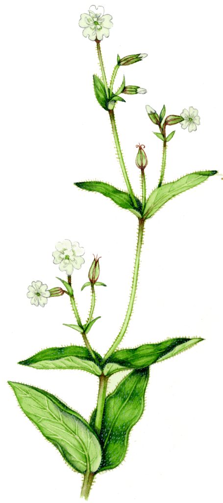 White campion Silene latifolia natural history illustration by Lizzie Harper