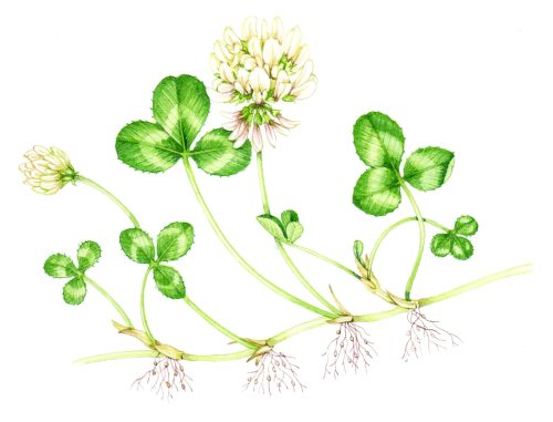 White clover Trifolium repens natural history illustration by Lizzie Harper