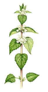 White Dead-nettle