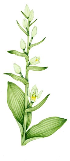 Marsh helleborine Cephalanthera damasonium natural history illustration by Lizzie Harper