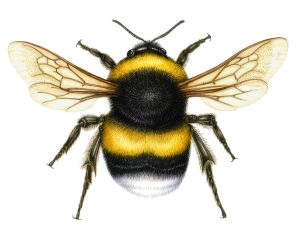 White tailed bumble bee Bombus lucorum natural history illustration by Lizzie Harper