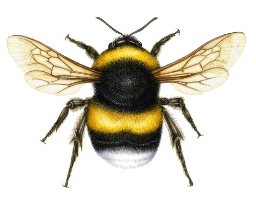 White tailed bumble bee Bombus lucorum natural history illustration by Lizzie Harper