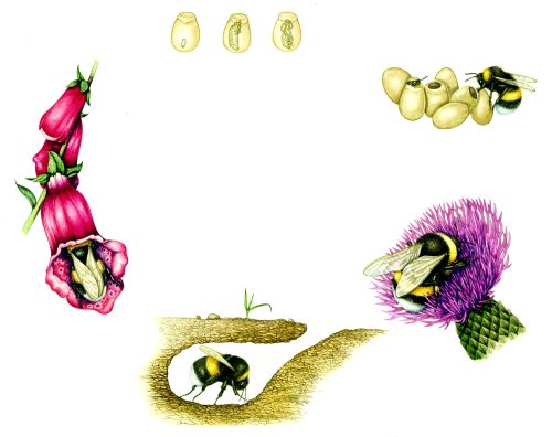 Life cycle of White tailed bumble bee Bombus lucorum natural history illustration by Lizzie Harper
