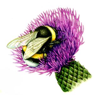 White tailed bumblebee Bombus lucorum on a thistle head