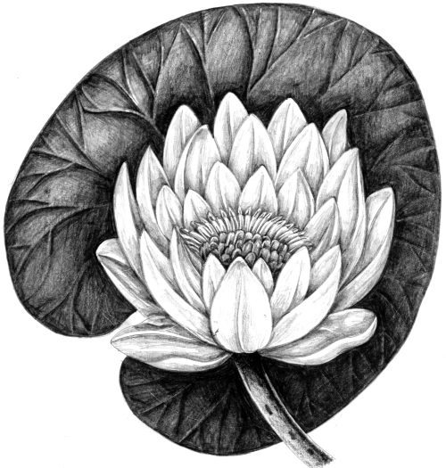 White waterlily Nymphaea alba natural history illustration by Lizzie Harper
