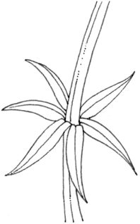 Diagram of a whorl of leaves