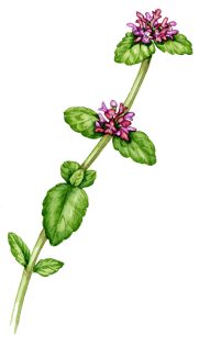 Wild basil Clinopodium vulgare