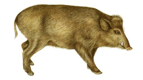 Wild boar Sus scrofa natural history illustration by Lizzie Harper