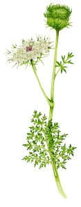 Wild carrot Daucus carota natural history illustration by Lizzie Harper