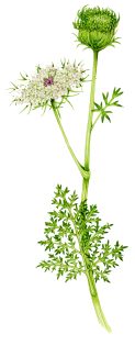 Wild carrot Daucus carota