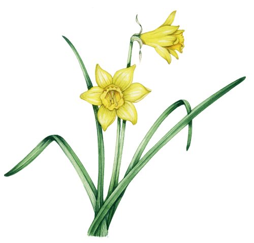 Wild daffodil Narcissus pseudonarcissus natural history illustration by Lizzie Harper