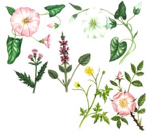 Wild flower selection natural history illustration by Lizzie Harper