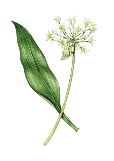 Wild garlic Allium ursinumnatural history illustration by Lizzie Harper