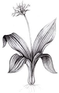 Wild garlic Allium ursinum natural history illustration by Lizzie Harper