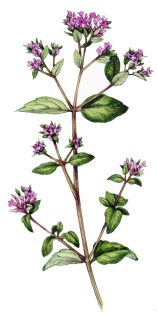 Wild marjoram Origanum vulgare