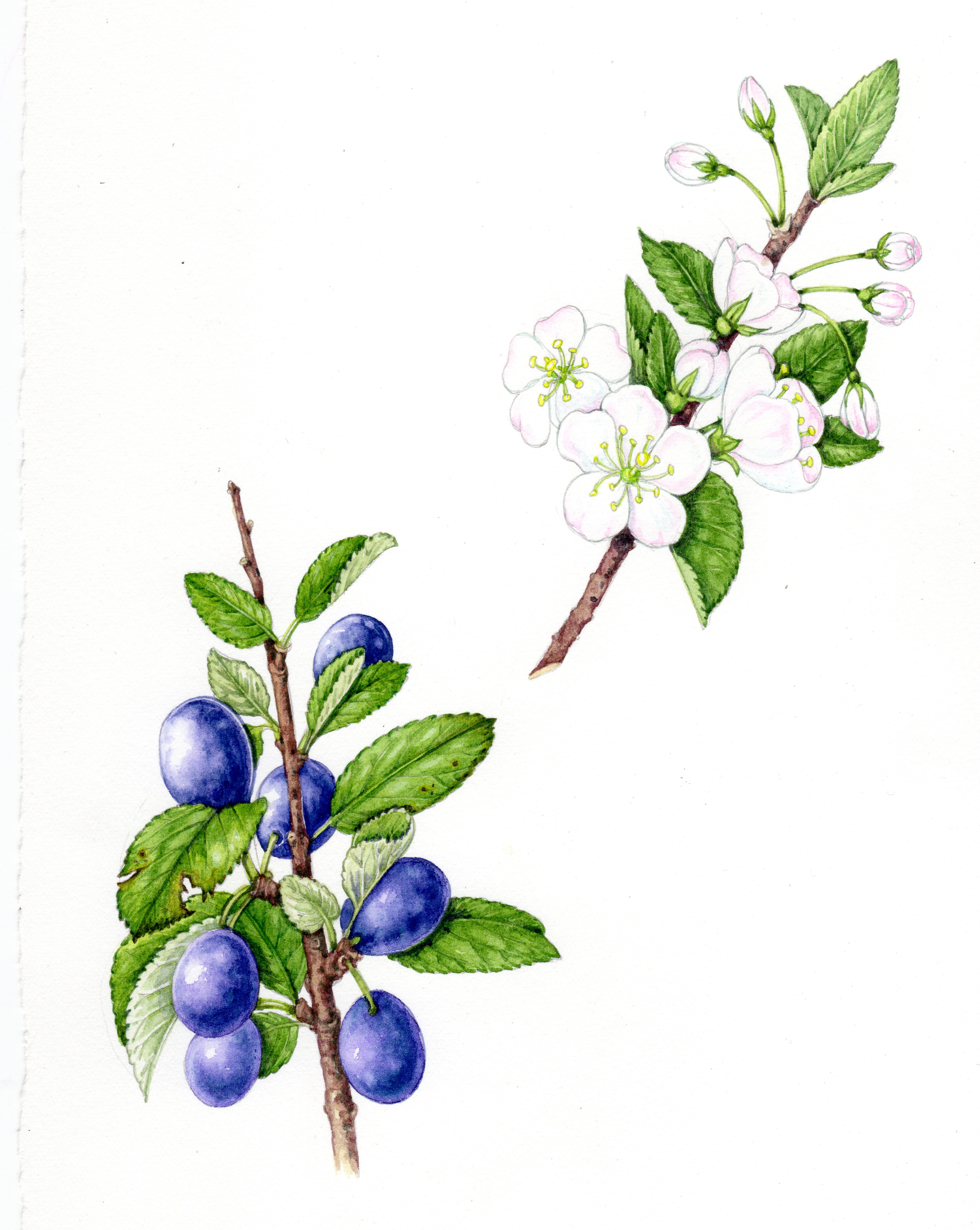 Wild Plum Prunus domestica natural history illustration by Lizzie Harper