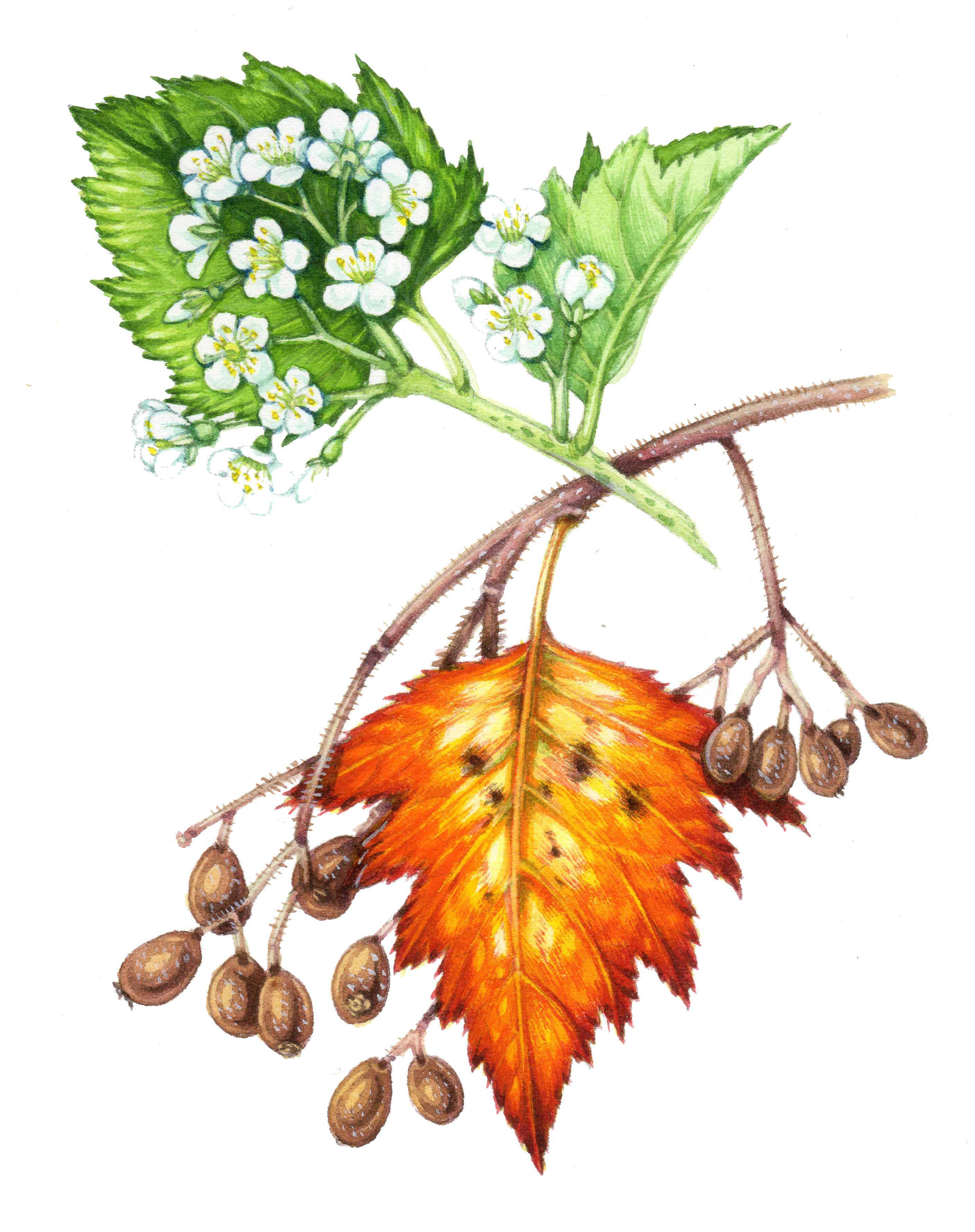 Wild service tree Sorbus torminalis natural history illustration by Lizzie Harper