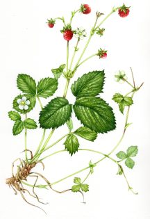 Wild Strawberry Fragaria vesca