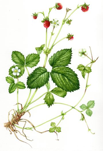 Wild Strawberry Fragaria vesca natural history illustration by Lizzie Harper