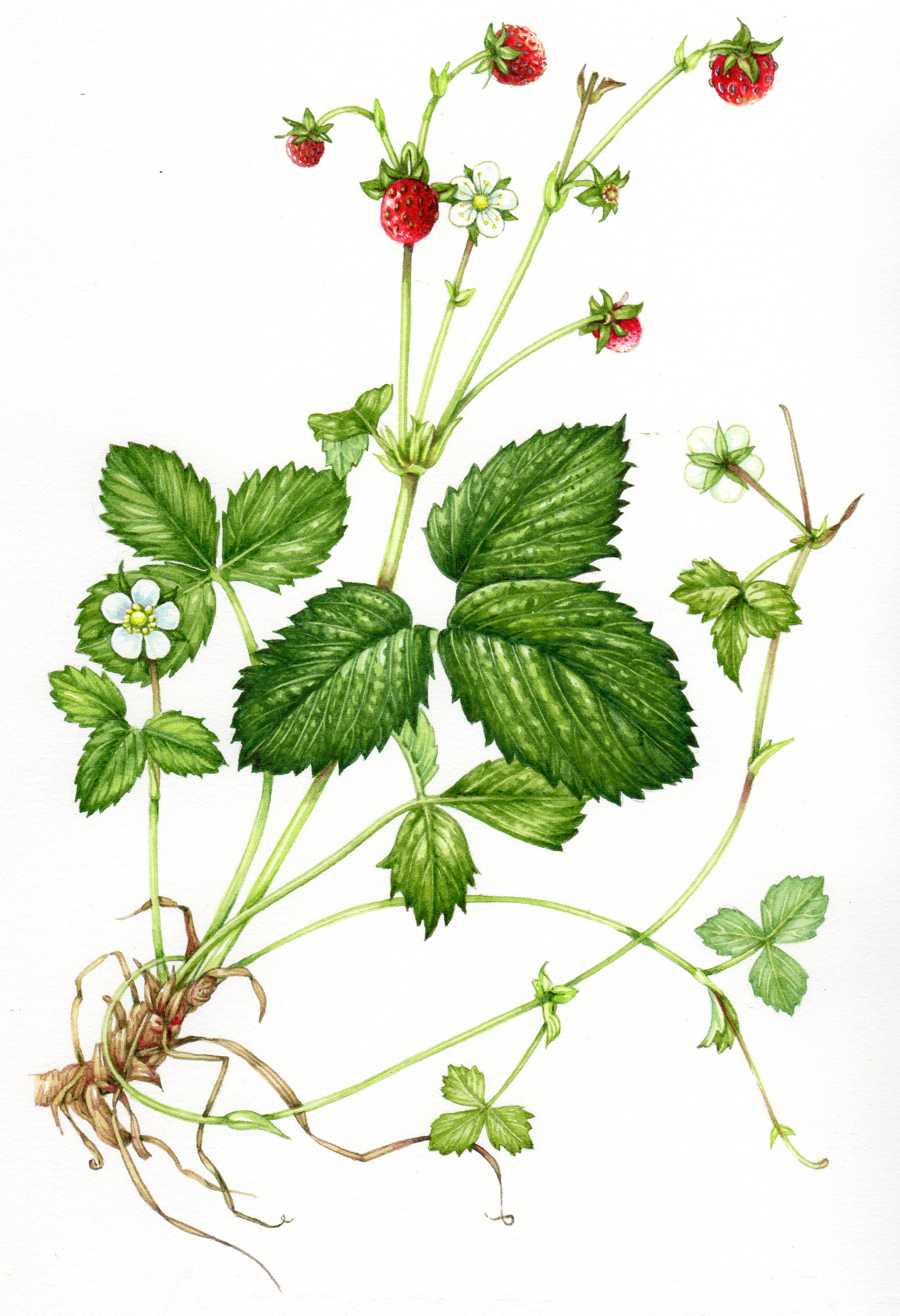 Wild Strawberry Fragaria vesca natural history illustration by Lizzie Harper