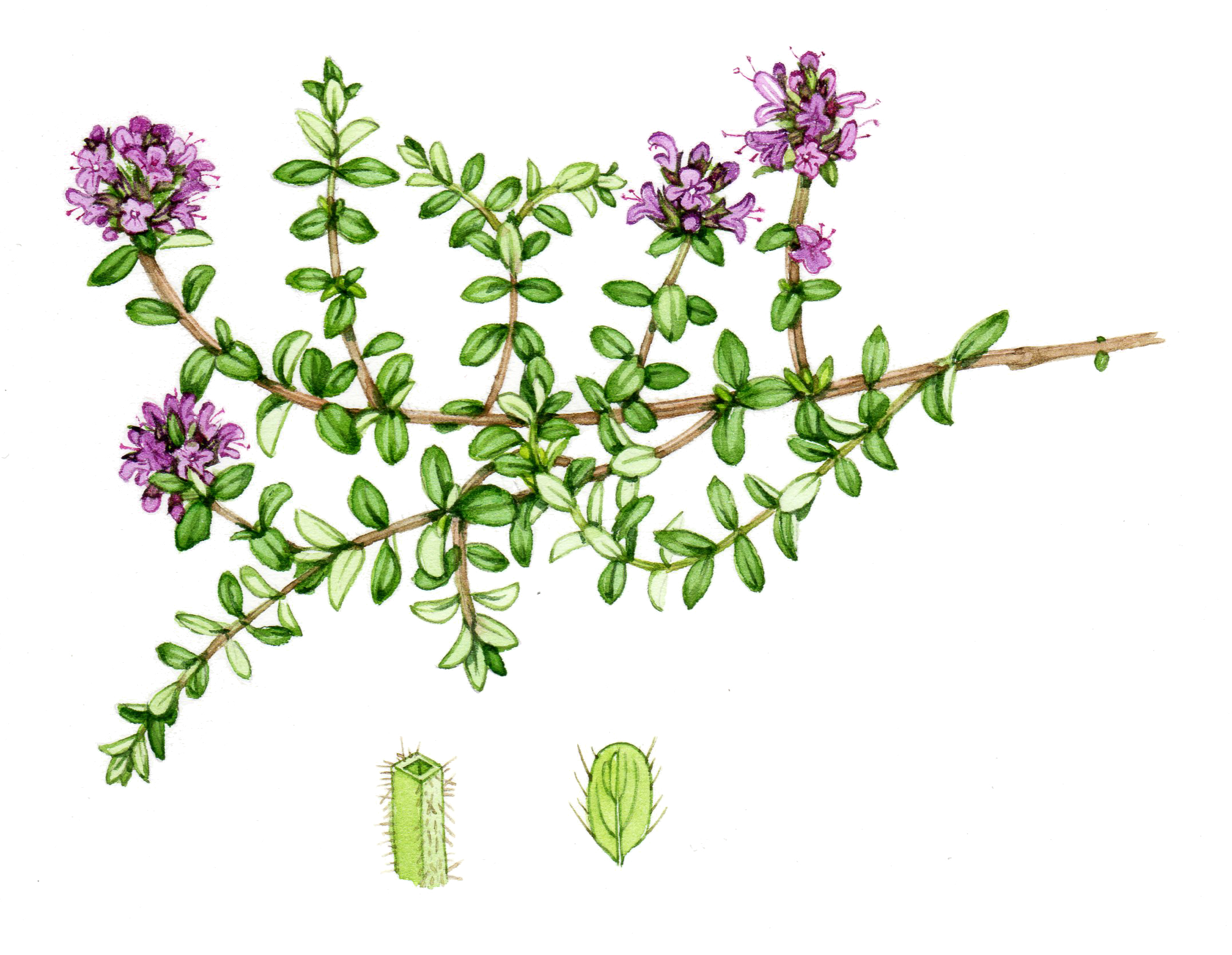Wild thyme Thymus praecox natural history illustration by Lizzie Harper