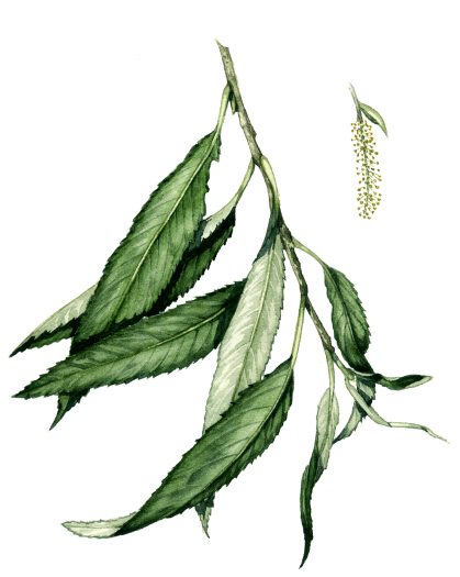 Willow Salix natural history illustration by Lizzie Harper