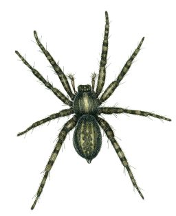 Wolf spider natural history illustration by Lizzie Harper