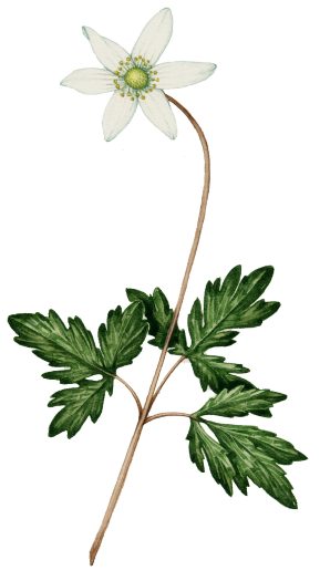 Wood anenome Anemone nemorosa natural history illustration by Lizzie Harper