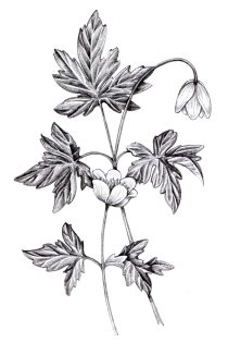 Wood anenome Anemone nemorosa pencil
