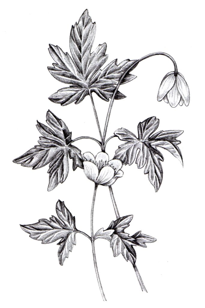Wood anenome Anemone nemorosa pencil Lizzie Harper