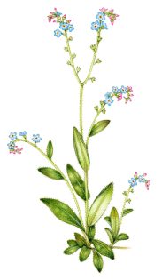 Wood forget-me-not Myosotis sylvtica