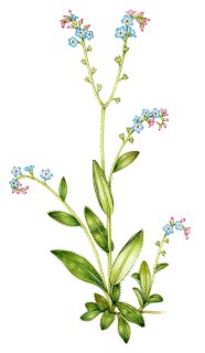 Wood forget-me-not Myosotis sylvtica (Portrait)