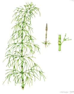 Wood horsetail Equisetum sylvestris