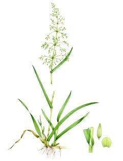 Wood millet Milium effusum