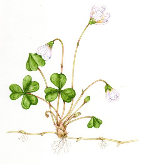 Wood Sorrel Oxalis acetosella natural history illustration by Lizzie Harper