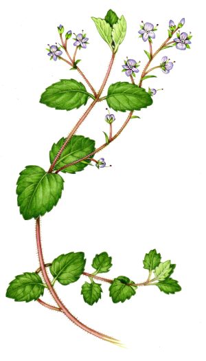 Wood speedwell Veronica montana natural history illustration by Lizzie Harper