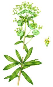 Wood spurge Euphorbia amaldygloides natural history illustration by Lizzie Harper