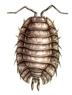 Woodlouse Porcellio scaber